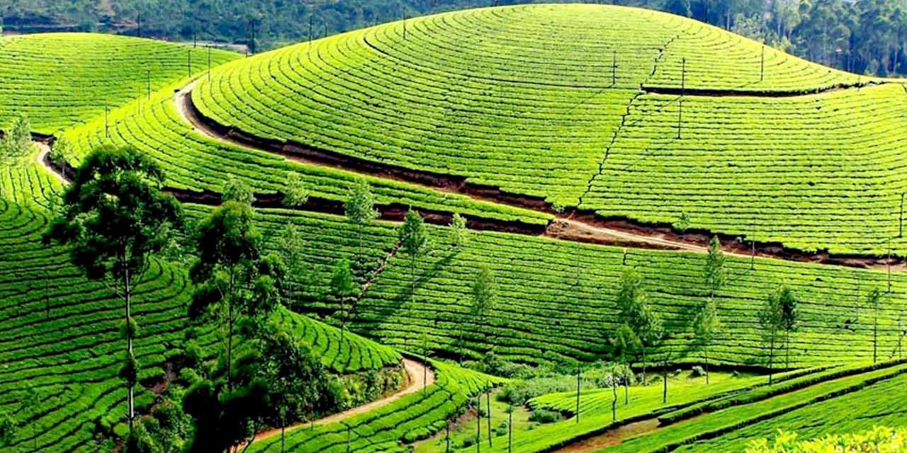 ooty-estate